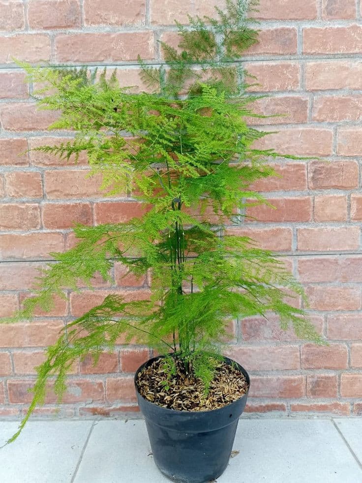 Asparagus fern