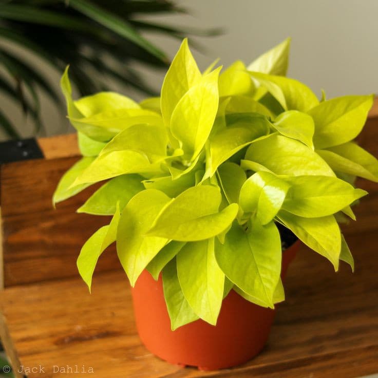 Neon Pothos