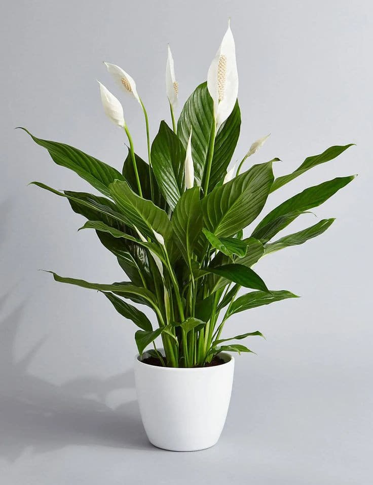 Peace lily