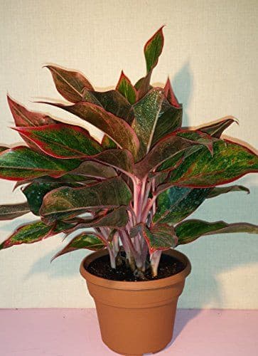 chinese evergreen