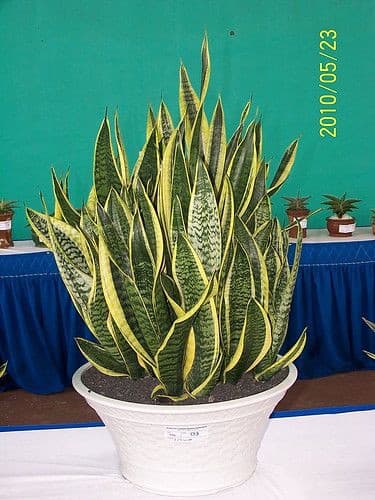 Snake plant