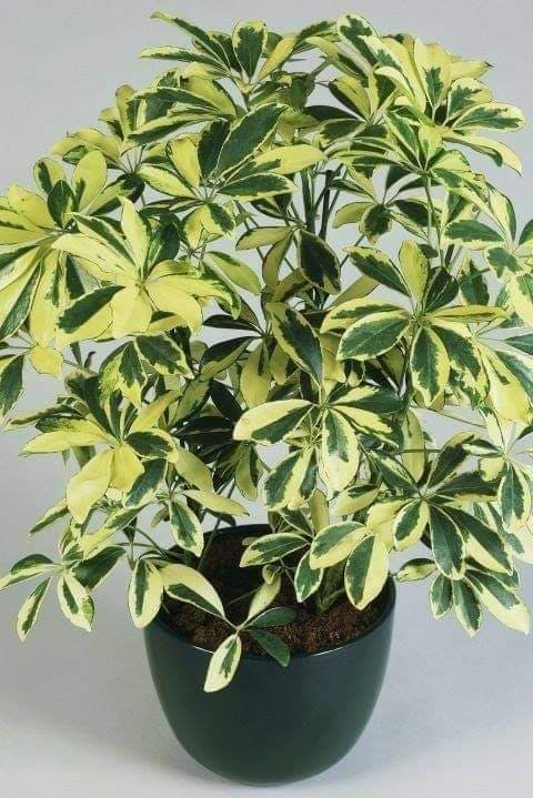 Schefflera 