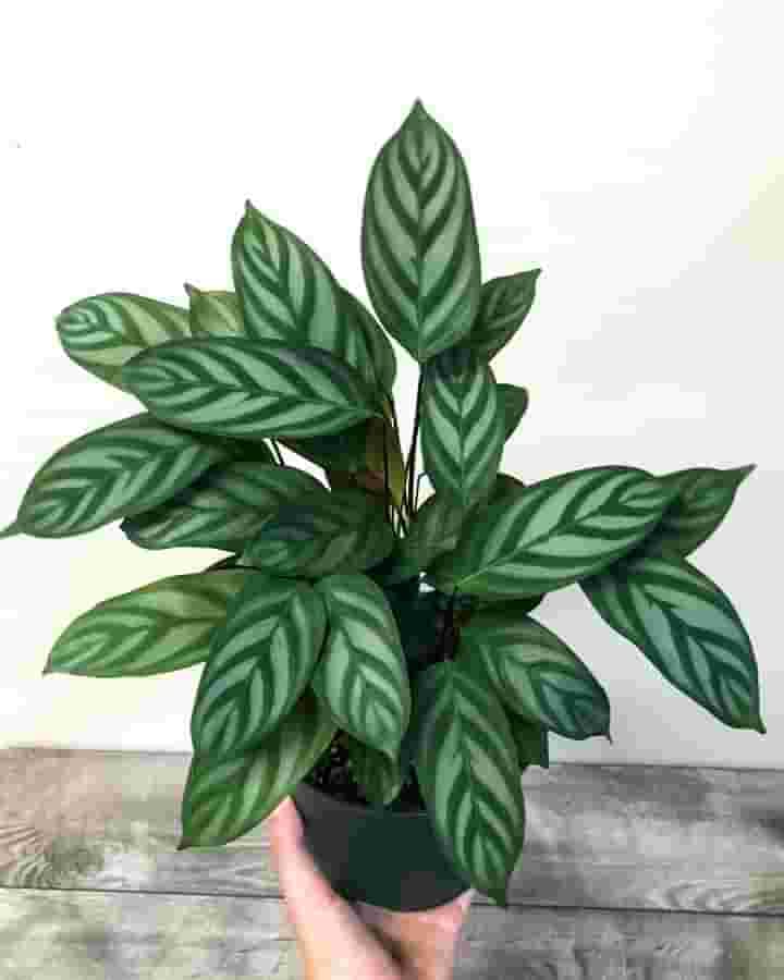 Calathea