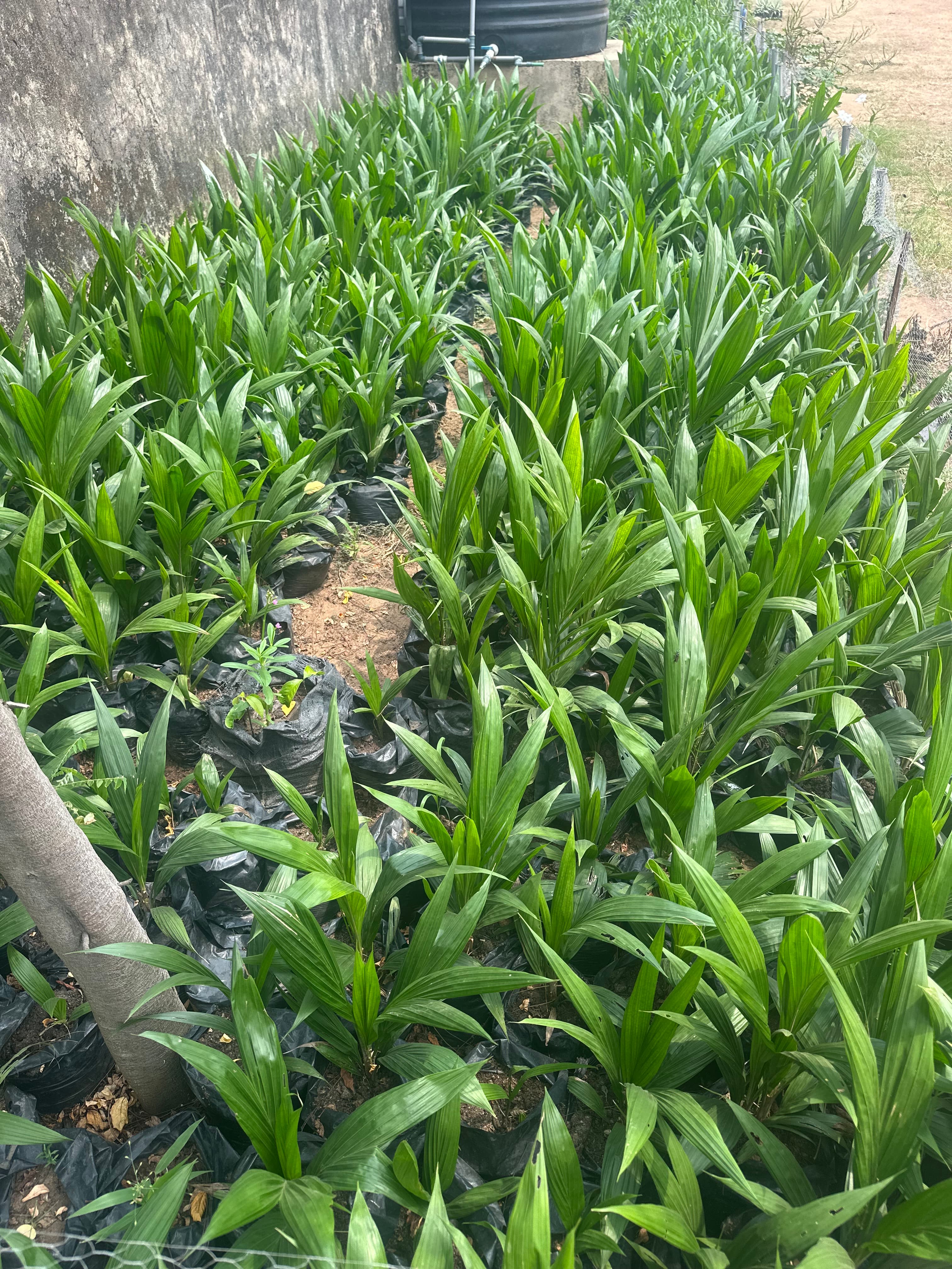 malaysian superbreed oil palms