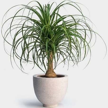 Ponytail Palm