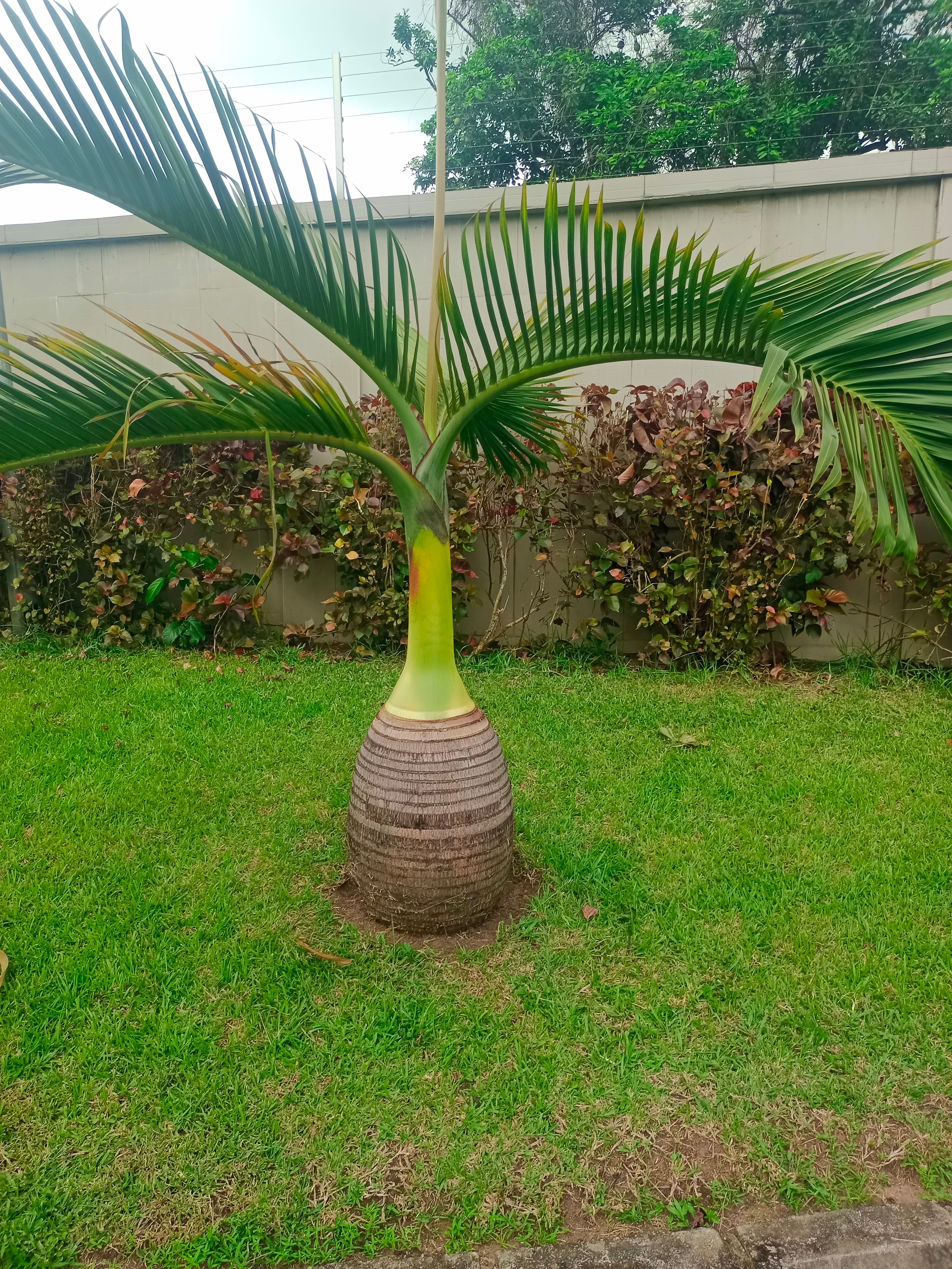 bottle Palm