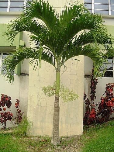 Queen Palm