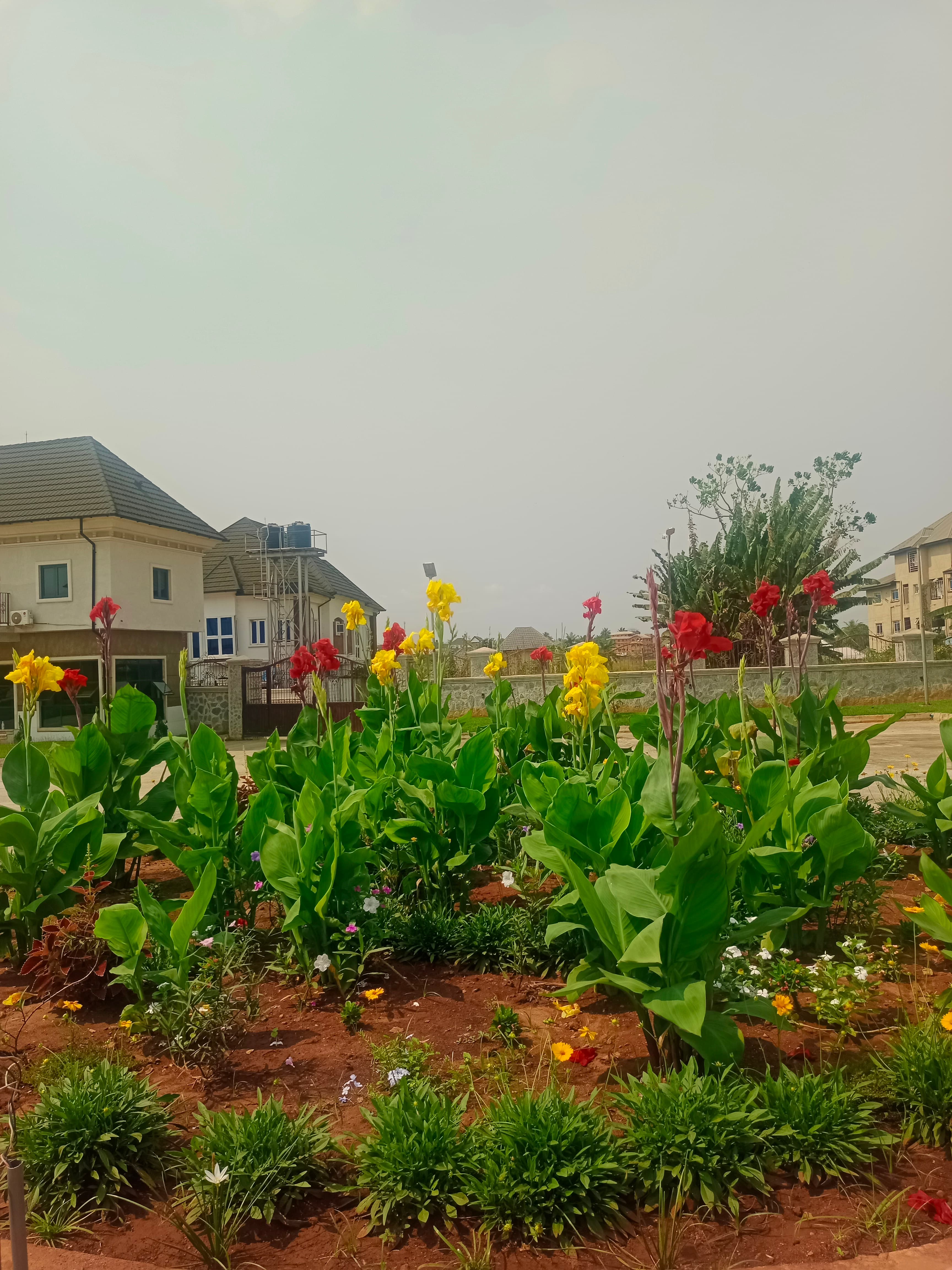 canna lily