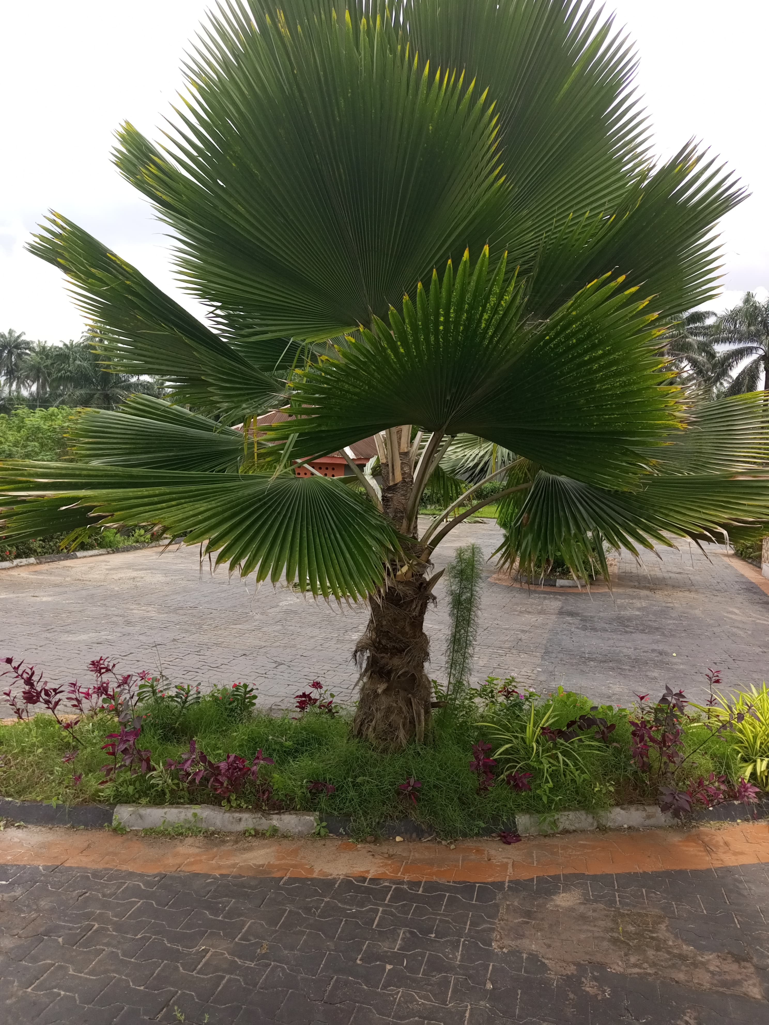 Chinese Fan Palm