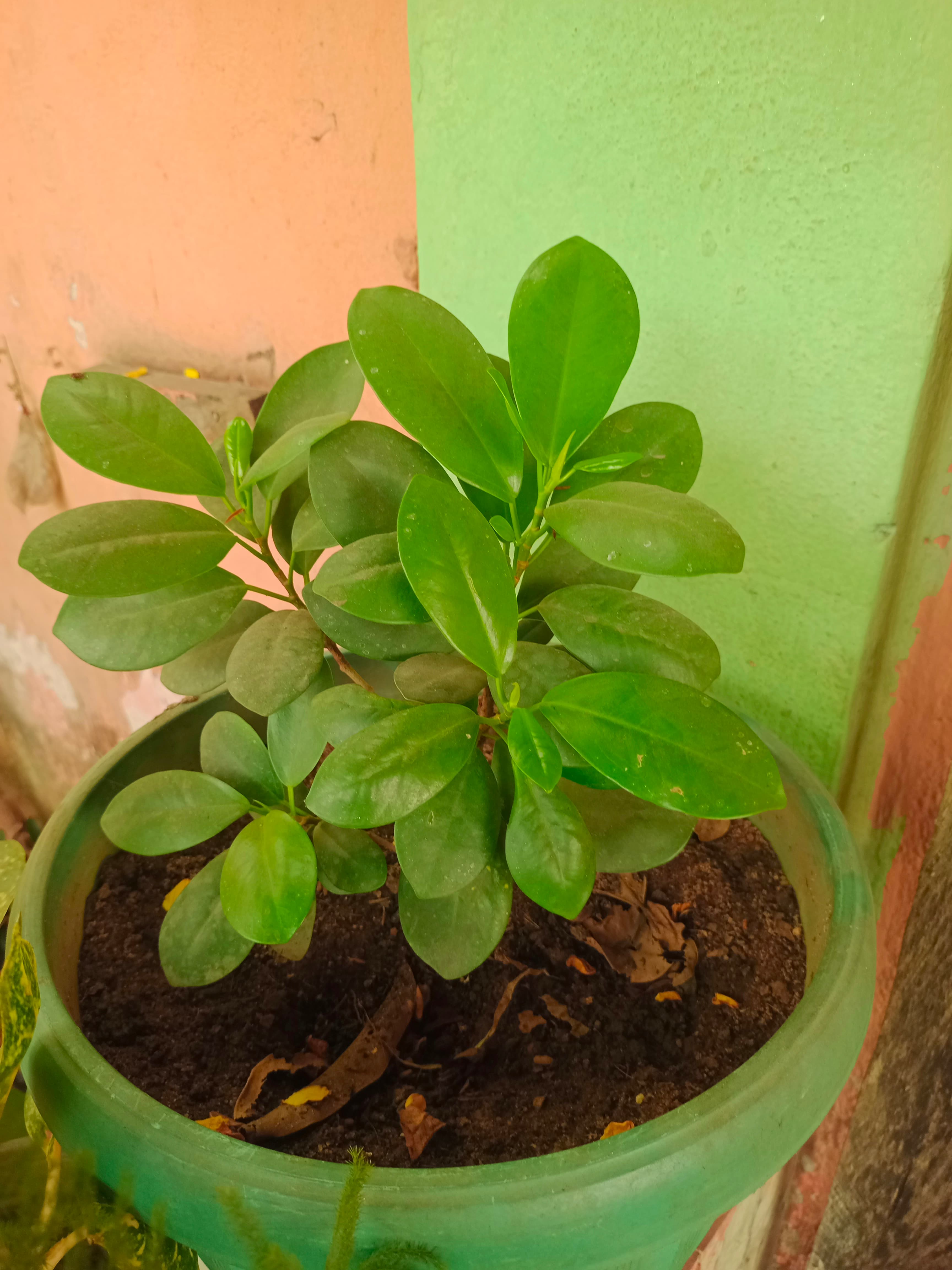 Ficus Microcarpa