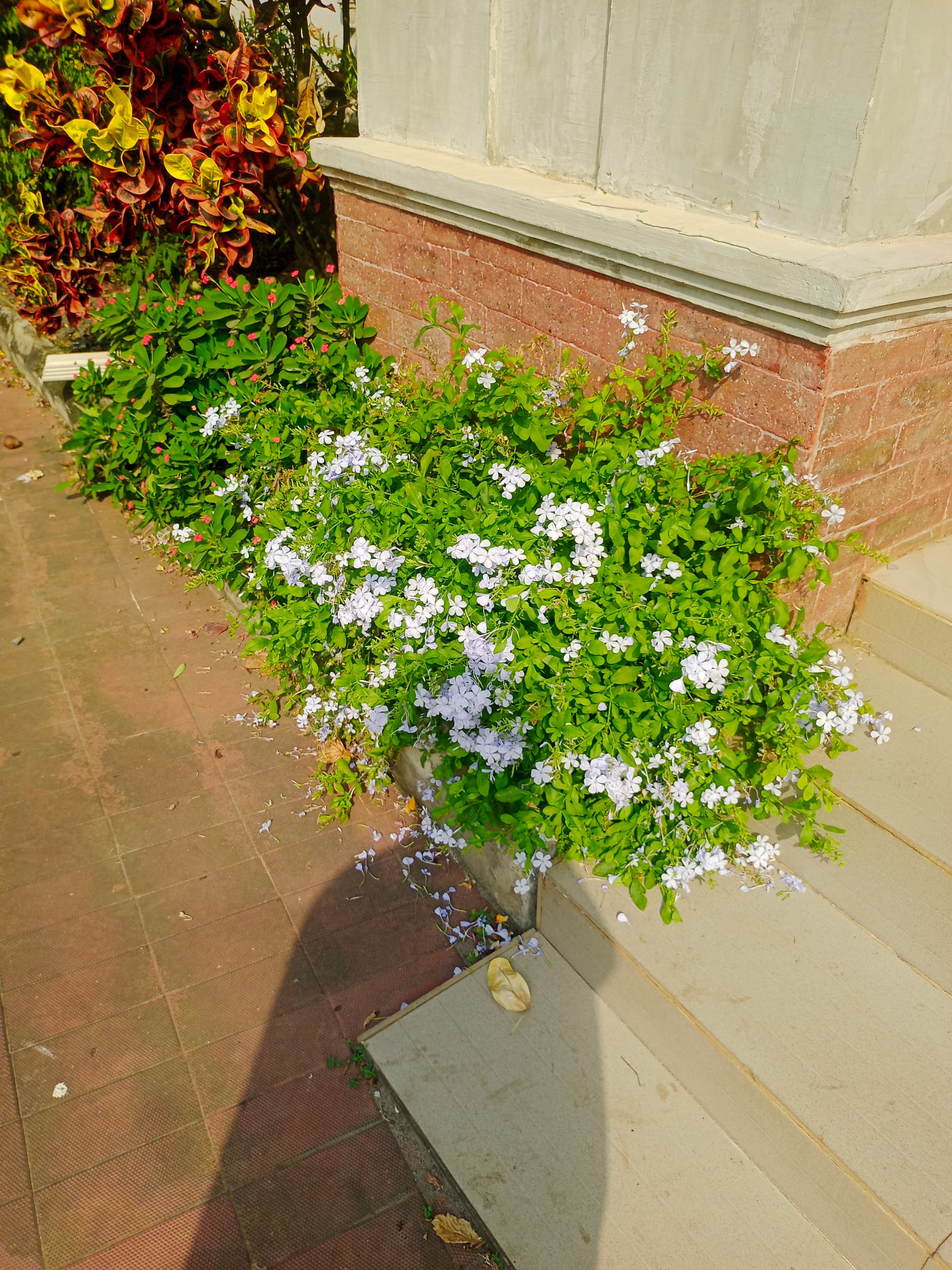 Blue Plumbago