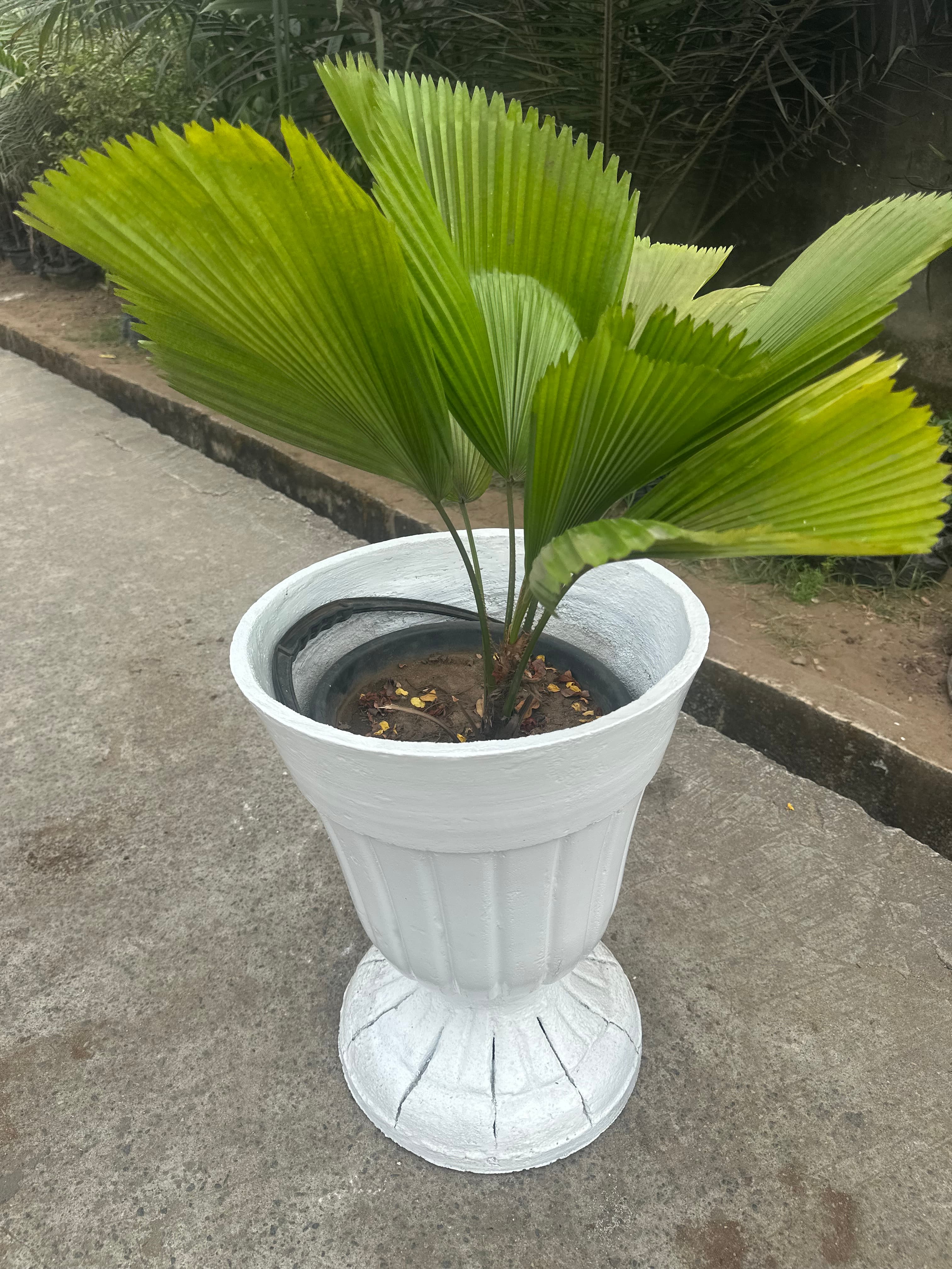 Licualla Palm