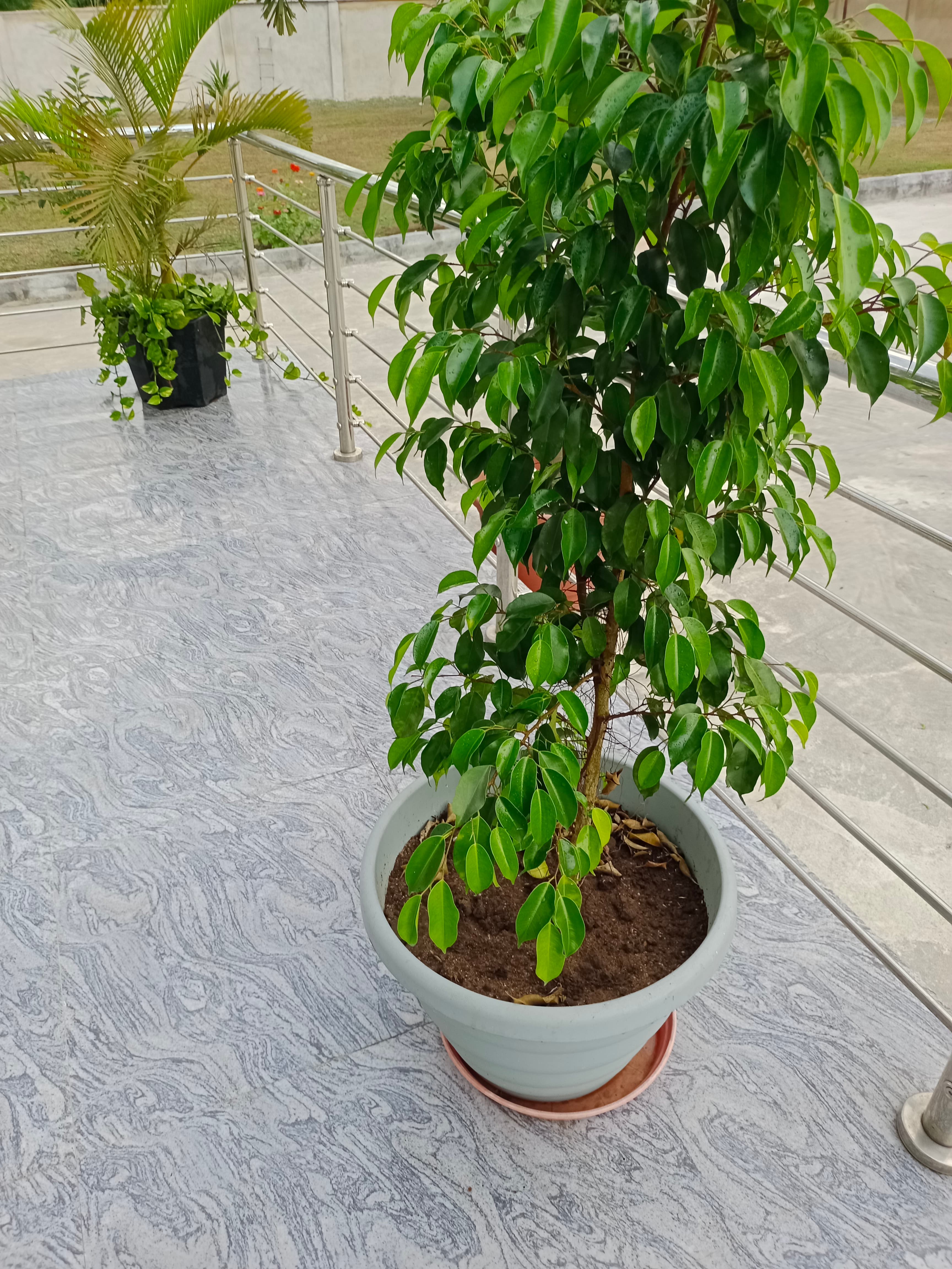 Ficus Benjamin