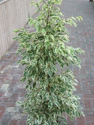 Indoor Plant -House or Office Plant -Ficus benjamina Variegata - Variegated Weeping Fig Approx 110cm-