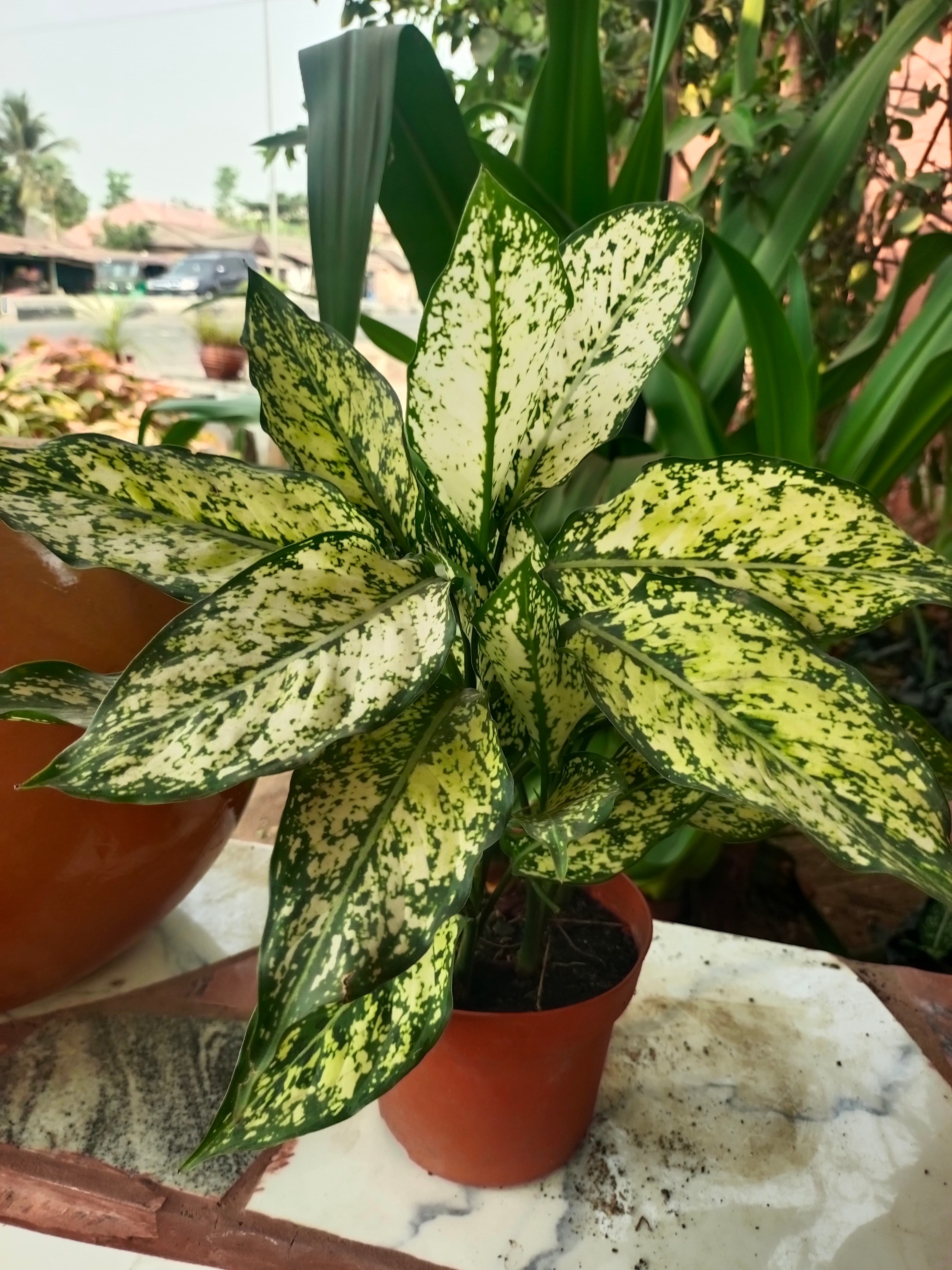 Spring snow Aglaonema