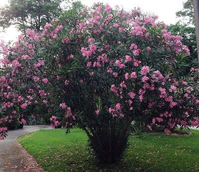 Oleander