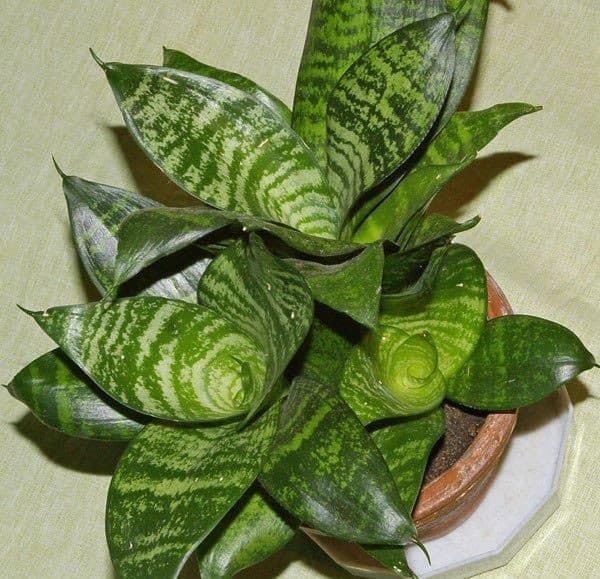 Dwarf snake plant