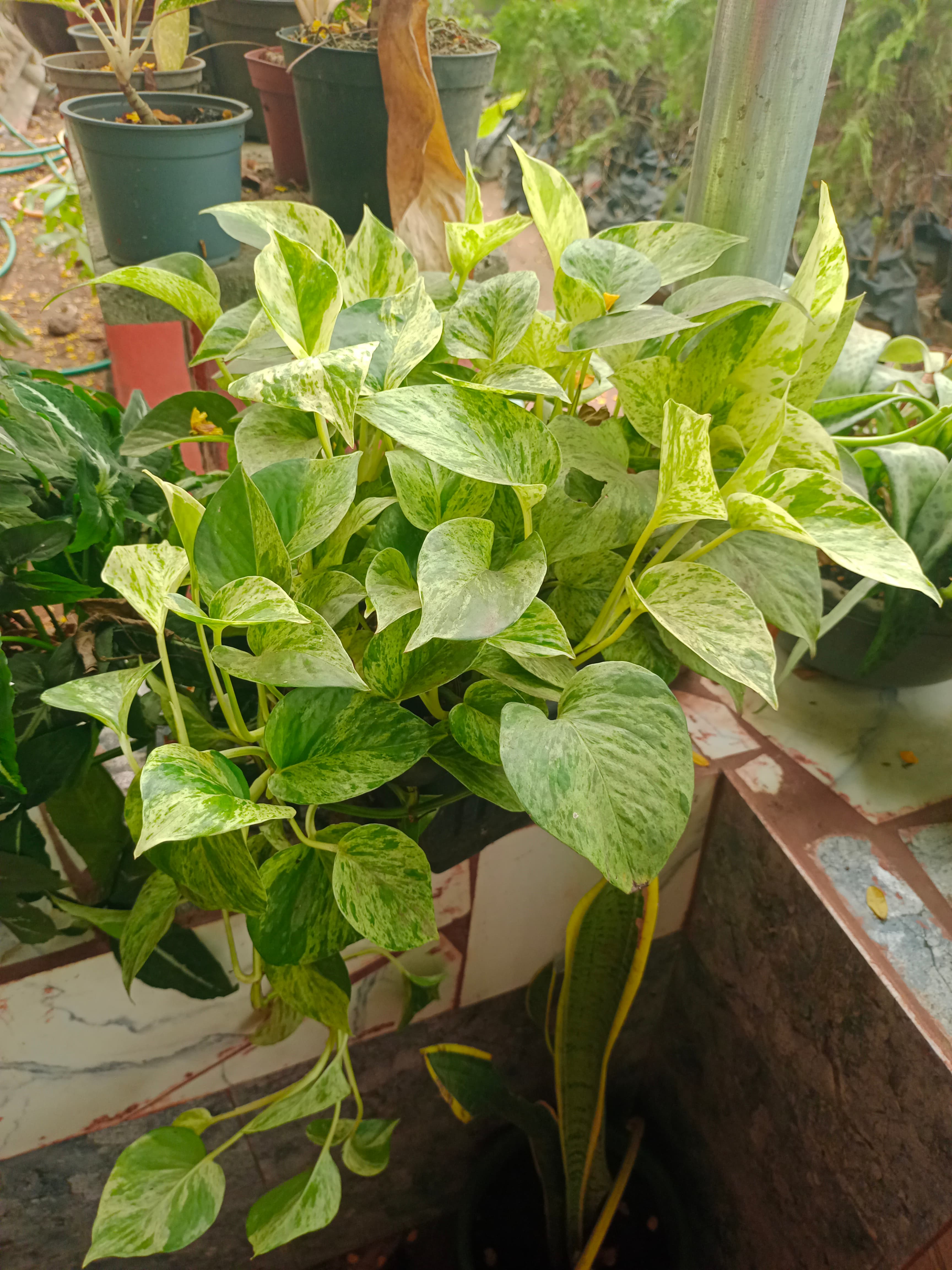 marble Queen pothos