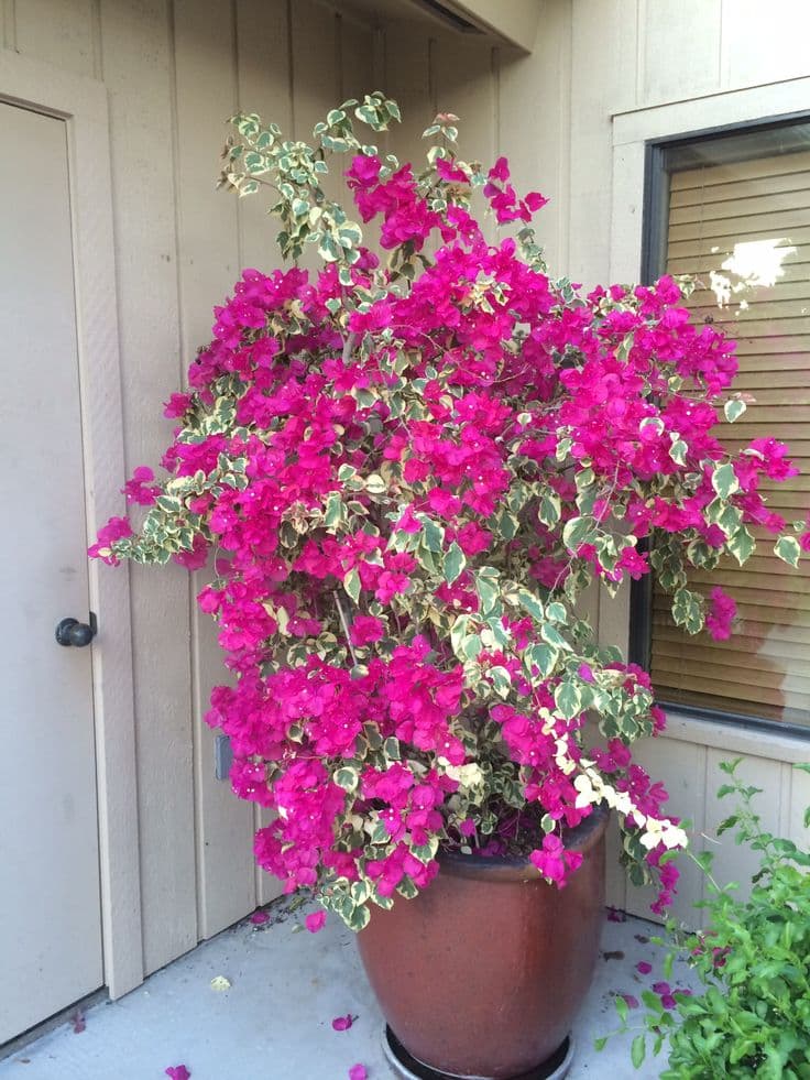 variegated bougainvillea