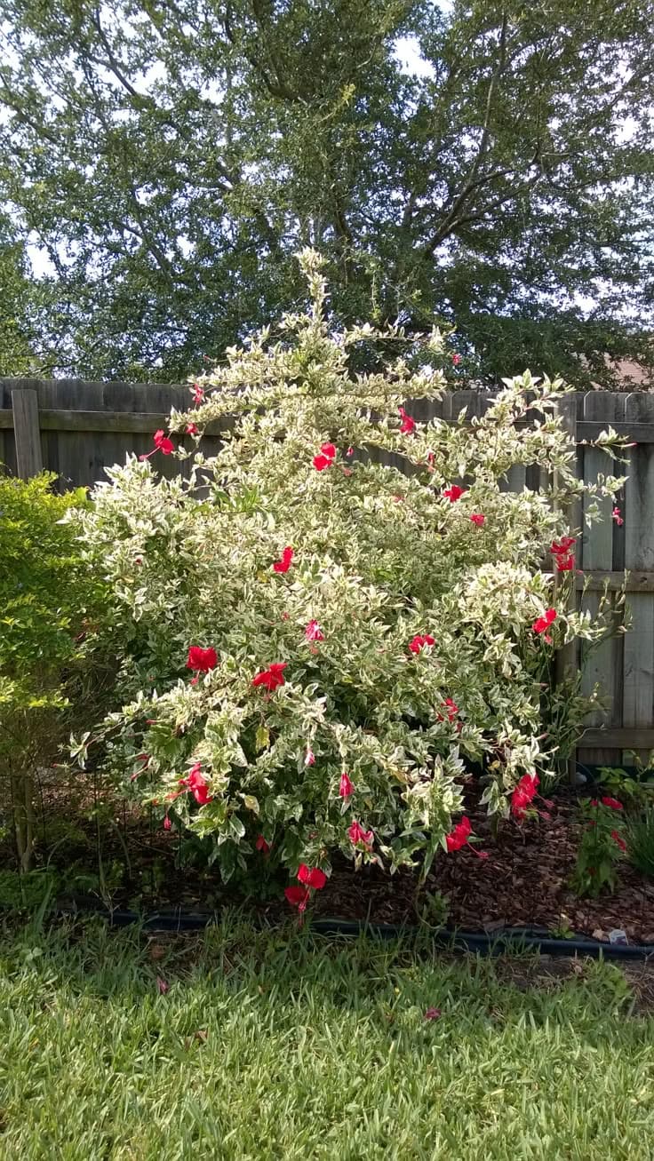 variegated hibiscus