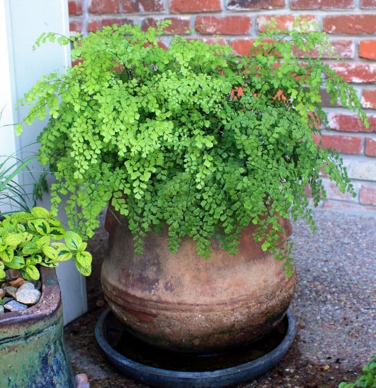 maidenhair fern