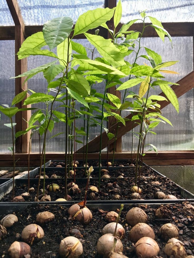 How to Grow Your Own Avocado Tree, for the Avo-Obsessed Millennial