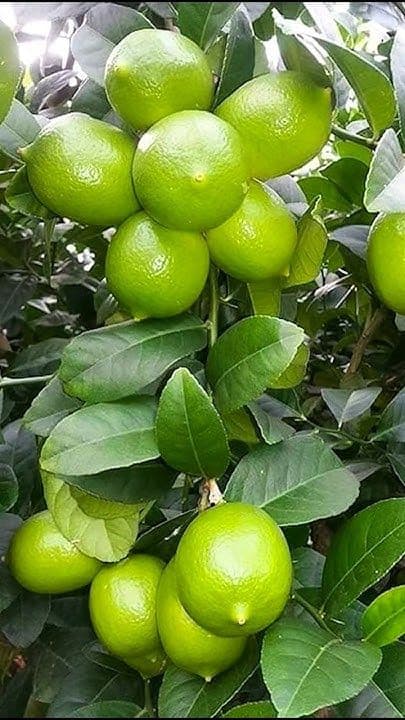 Lemon tree